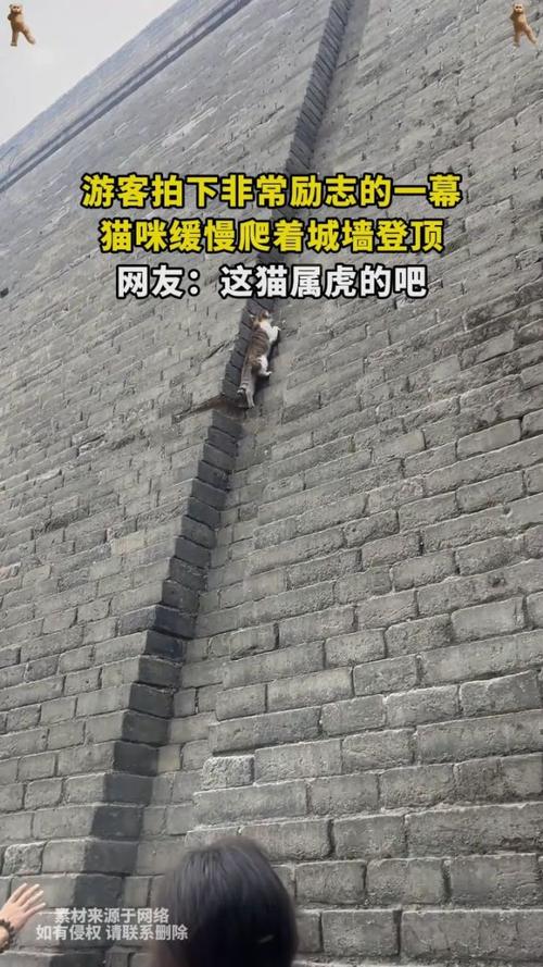 爬城墙:爬城墙倒打一耙
