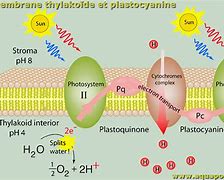 plastocyanin(plastocyanin翻译)